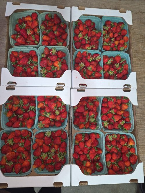 Strawberry 9.5 pound Flat (x2)
