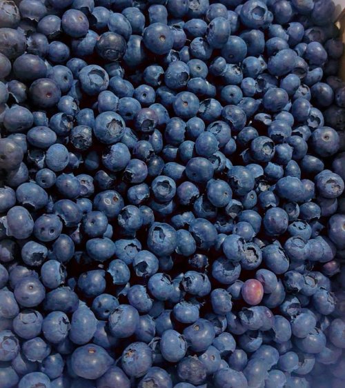 FRESH BLUEBERRIES (5 LBS)